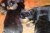 Offspring M